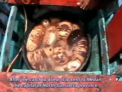 Risking life and limb diving for sea cucumbers