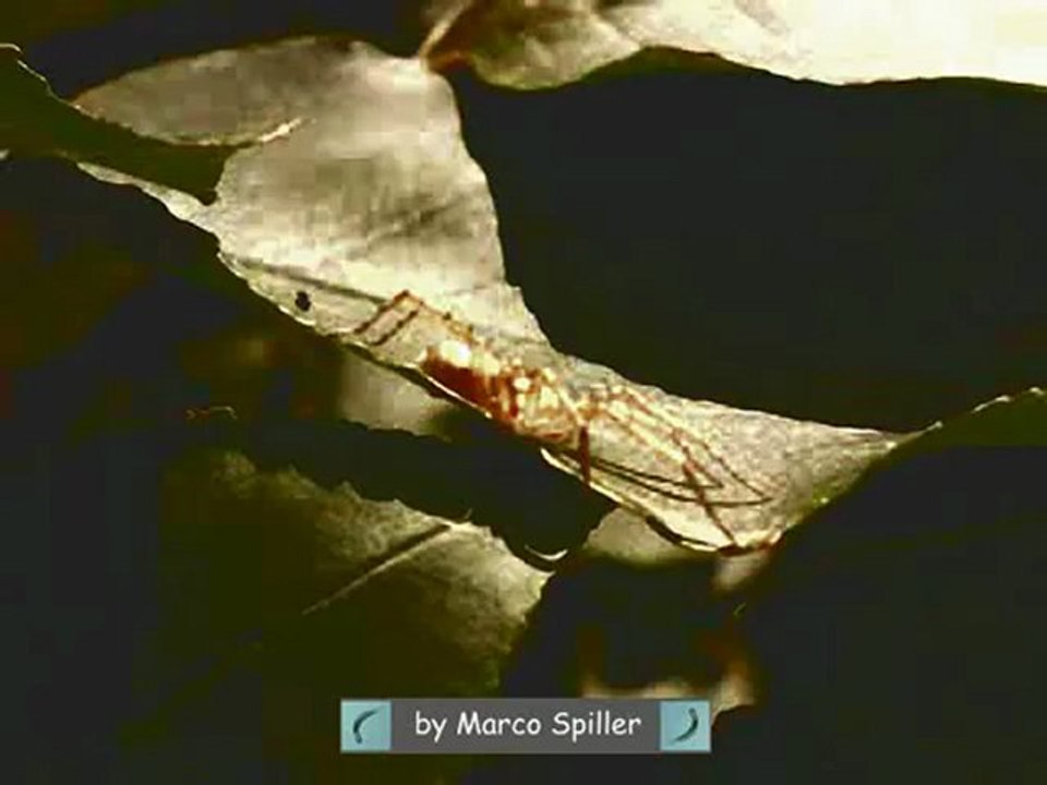 Anyphaena