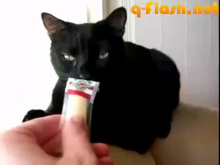 Реакция кота на сыр