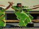 watch Pakistan vs Australia 2nd ODI August 31st live online