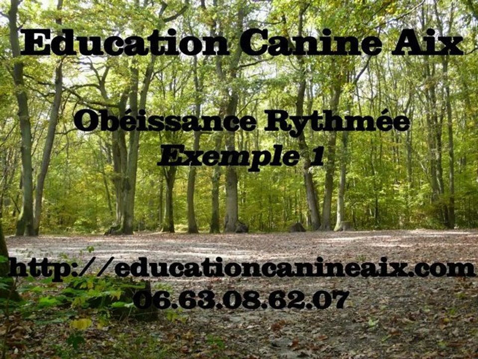 Education Canine Aix : Obéissance Rythmée 1