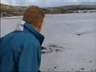 Unusual friendship between a dog and a dolphin