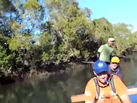 Коала приплыла к людям