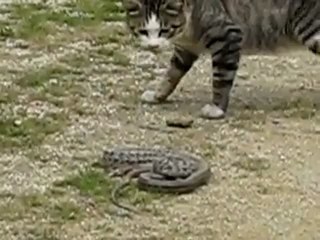 Котэ на промысле