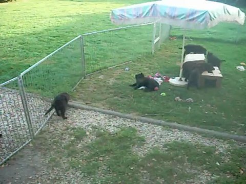 30 août 2012 (1) : observation des chiots (le rouge couché m'a repérée)