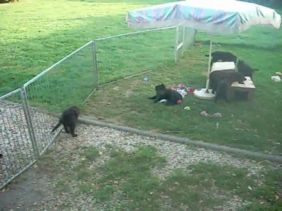 30 août 2012 (1) : observation des chiots (le rouge couché m'a repérée)