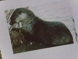 Japanese Otter Becomes Extinct