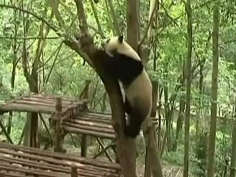 Pandas get health check before travelling to Singapore