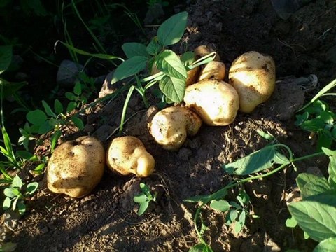 Aşağı Çayırlı Köyü 2010 - 2011 ve 2012 Yaz ve Bahar Ayları