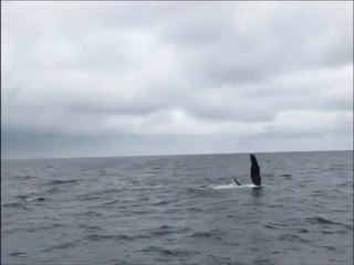 Observation de baleines, Puerto Lopez, Equateur