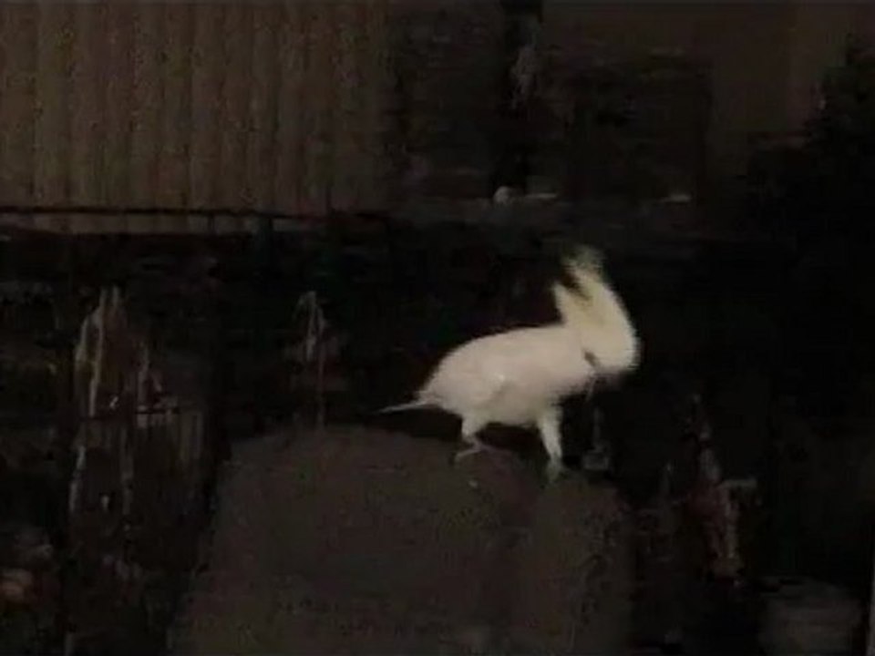 Sarkisoyleyenpapagan