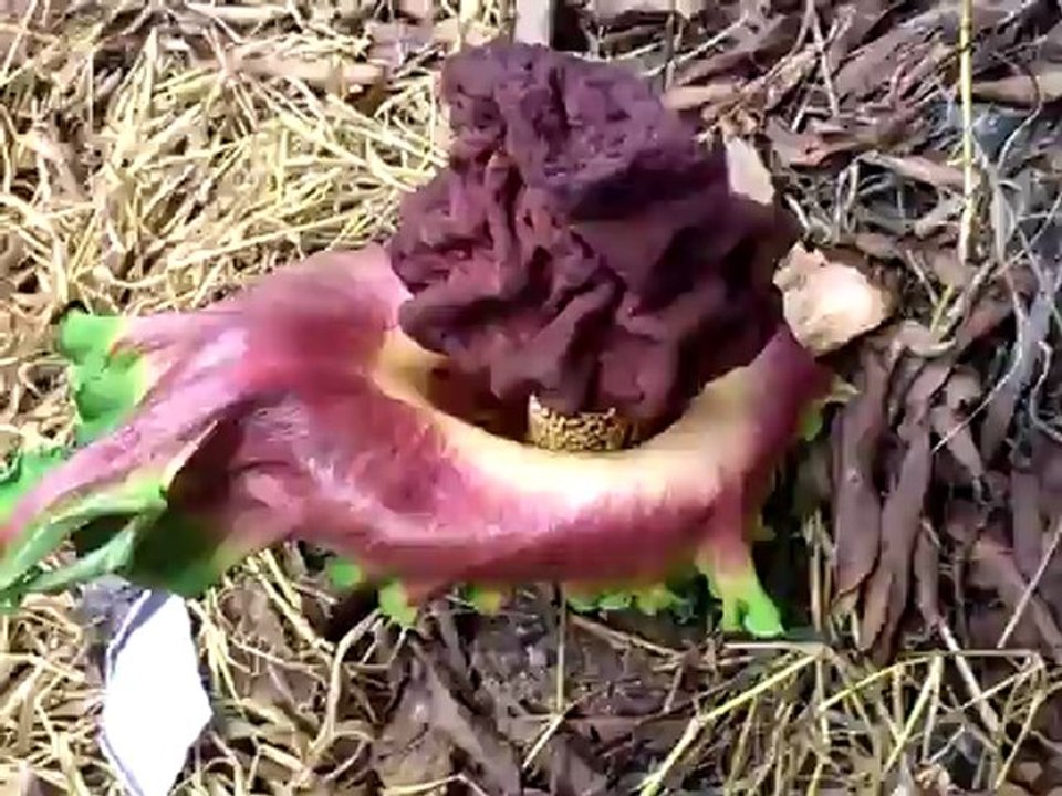 weird flower