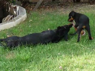 Hikki et Elite à 9 semaine et demi