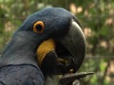 La ménagerie du Jardin des Plantes, ou la sauvegarde de biodiversité