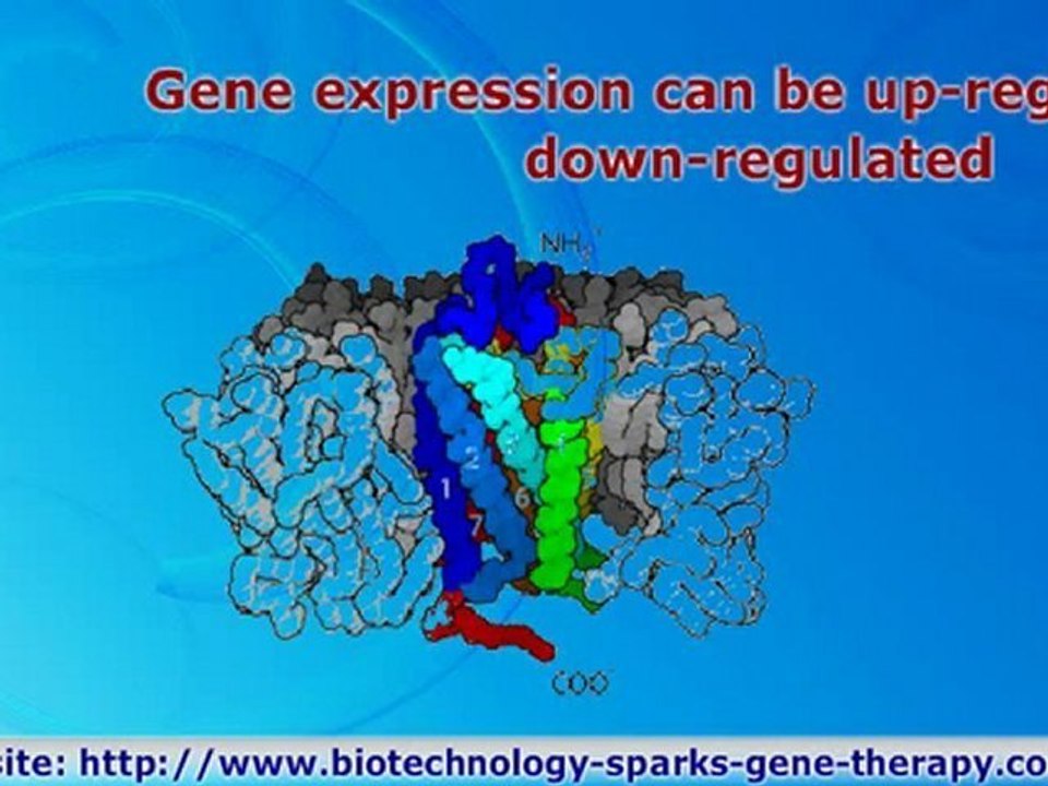 The targets of gene therapy are the genes carried on 23  human chromosomes