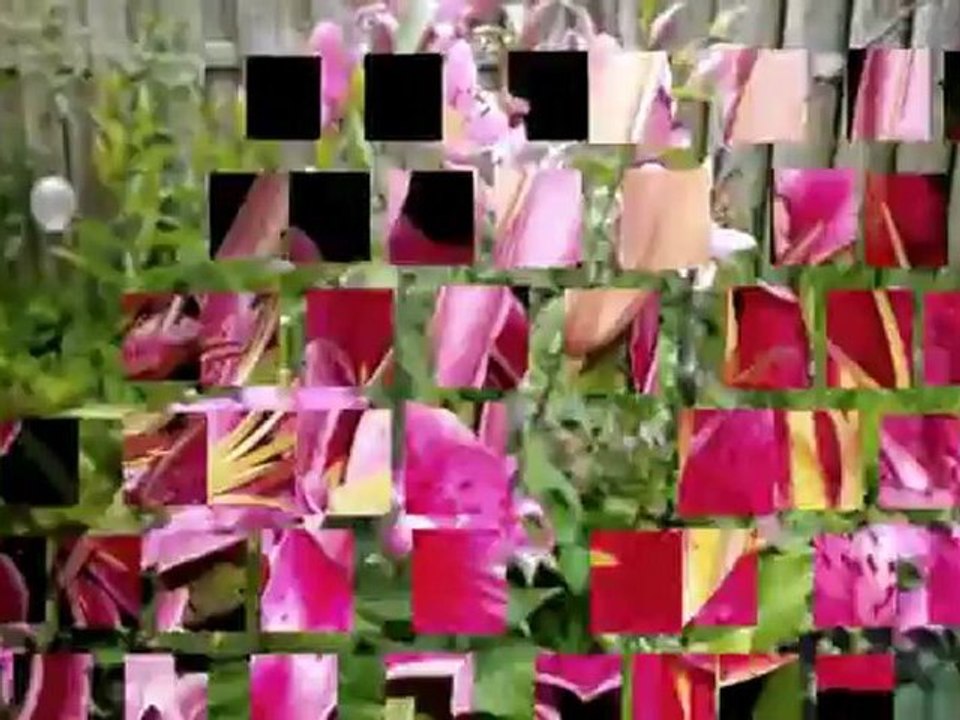 Lilie w moim ogrodzie 2012