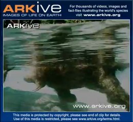 Paresseux pygmée à 3 doigts