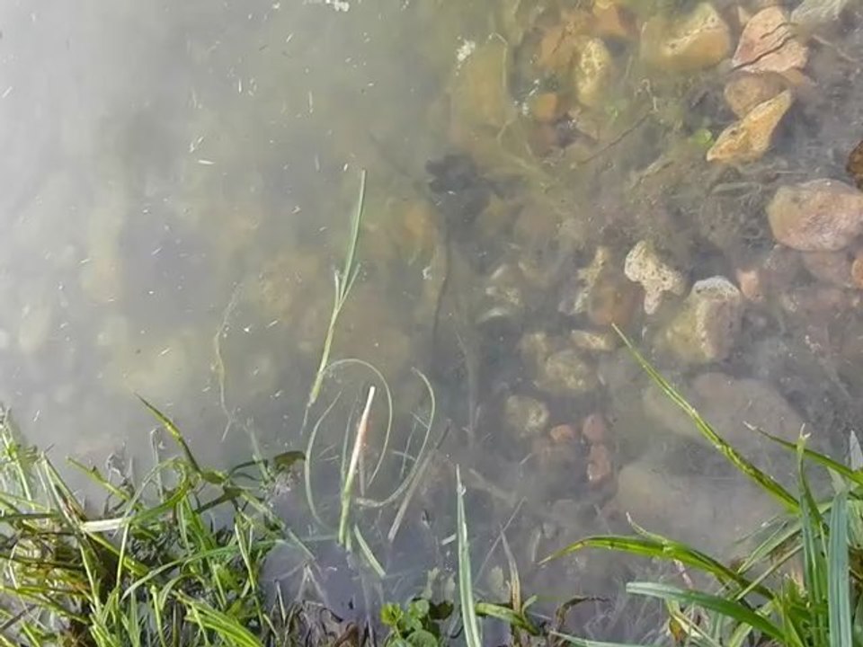 Beau sandre catch and release