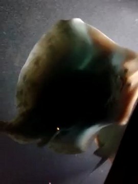 SEAQUARIUM - GRAU DU ROI - RAIE A QUEUE - ETE 2012