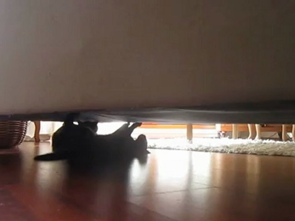 Hector fait les poussières.....