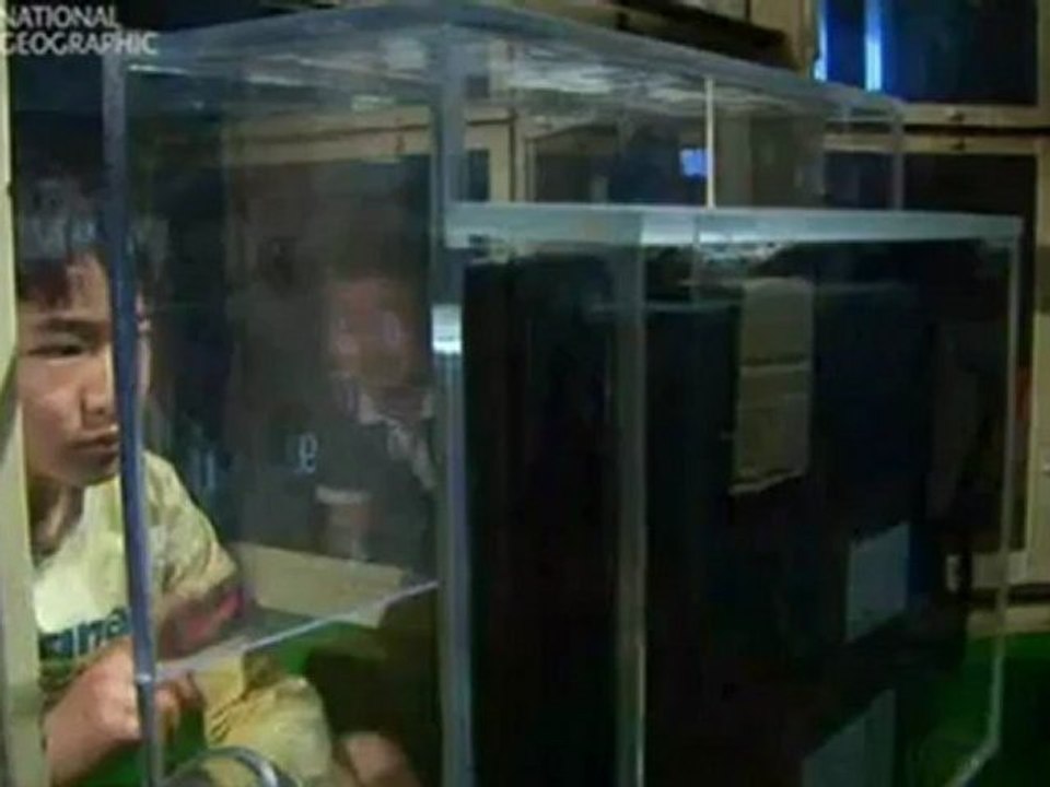 Gedächtnis von Affen ist besser als das Gedächtnis der Menschen