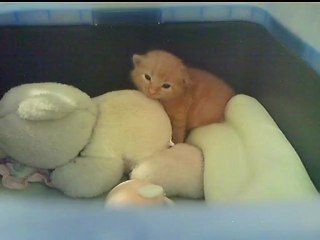 Après la tétée, la toilette et le jeu... Milo s'endort... chut !  (30 08 2012)