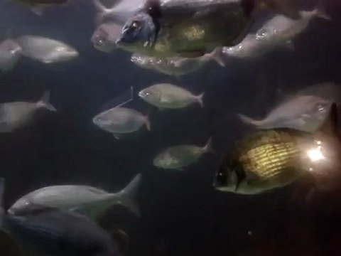 SEAQUARIUM - GRAU DU ROI - ETE 2012