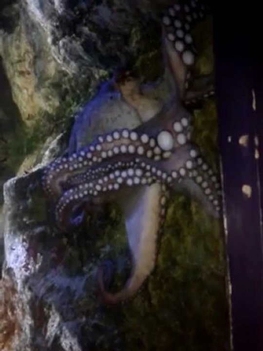 SEAQUARIUM - GRAU DU ROI - POULPE - ETE 2012