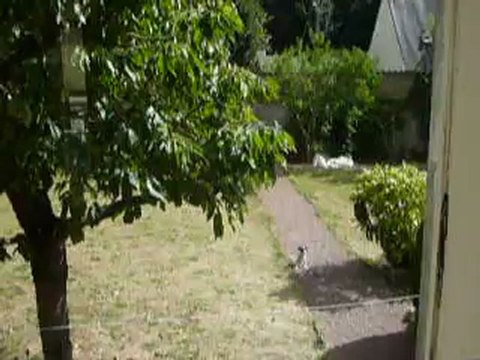 Hermione jack russel 4mois...Pendant ce temps là 1