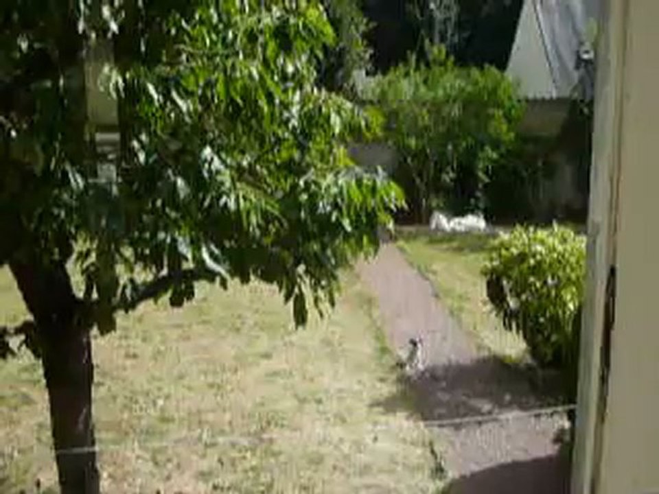 Hermione jack russel 4mois...Pendant ce temps là 1