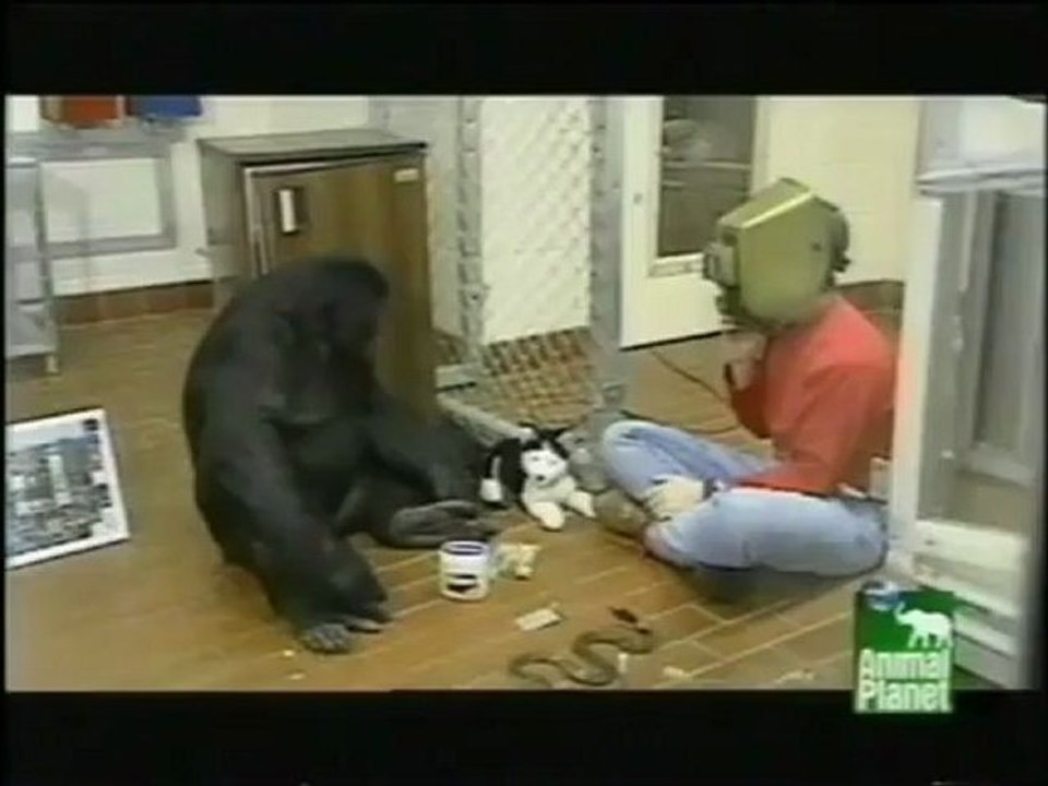 Video über Intelligente Affen, die eigentlich sprechen können