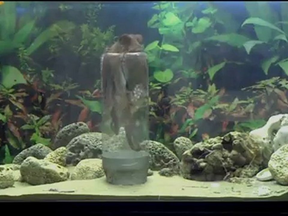 Intelligente krake öffnet einmachglas um ans futter zu gelangen