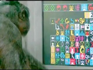 Affe benutzt Lexigram um sich mit Menschen zu verständigen