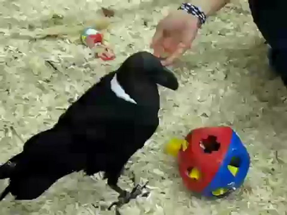 Kluger Vogel löst Puzzle