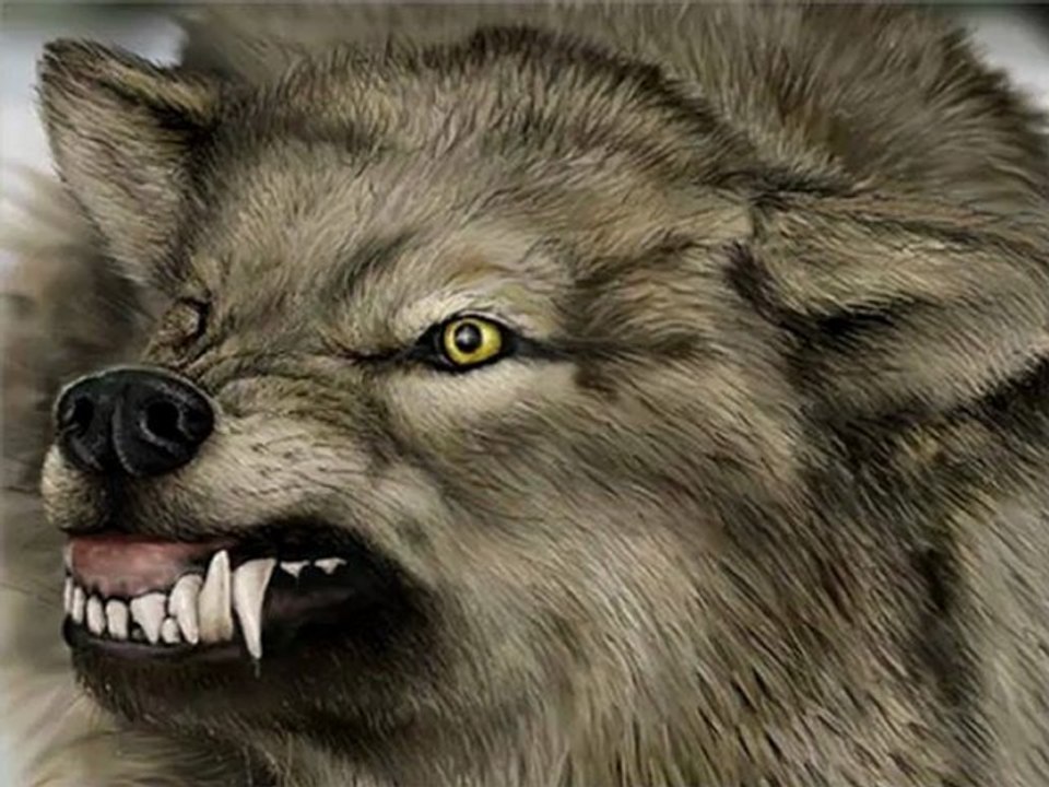 ابتسامة ذئب Smile wolf