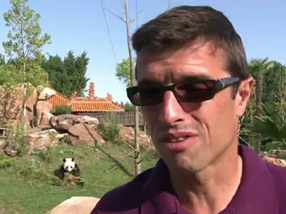 Junges Panda-Pärchen verzückt Frankreich