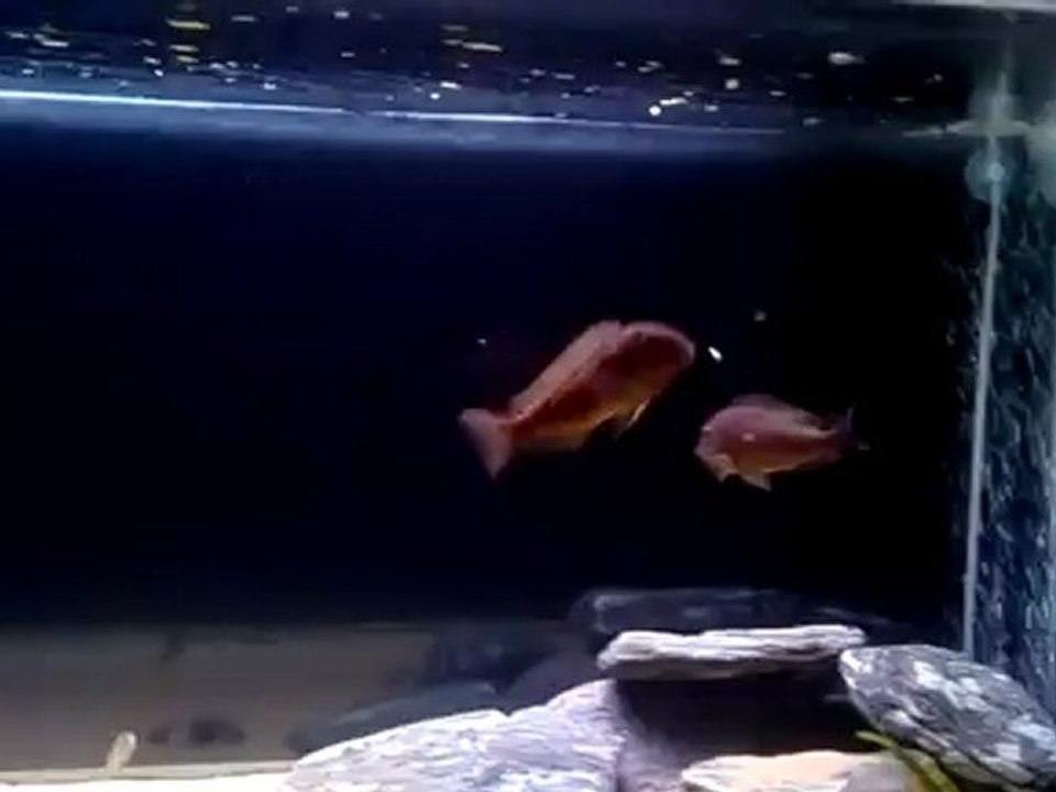 Tropheus Bricardi Ujiji(Tanka Yeni Eklendiler)