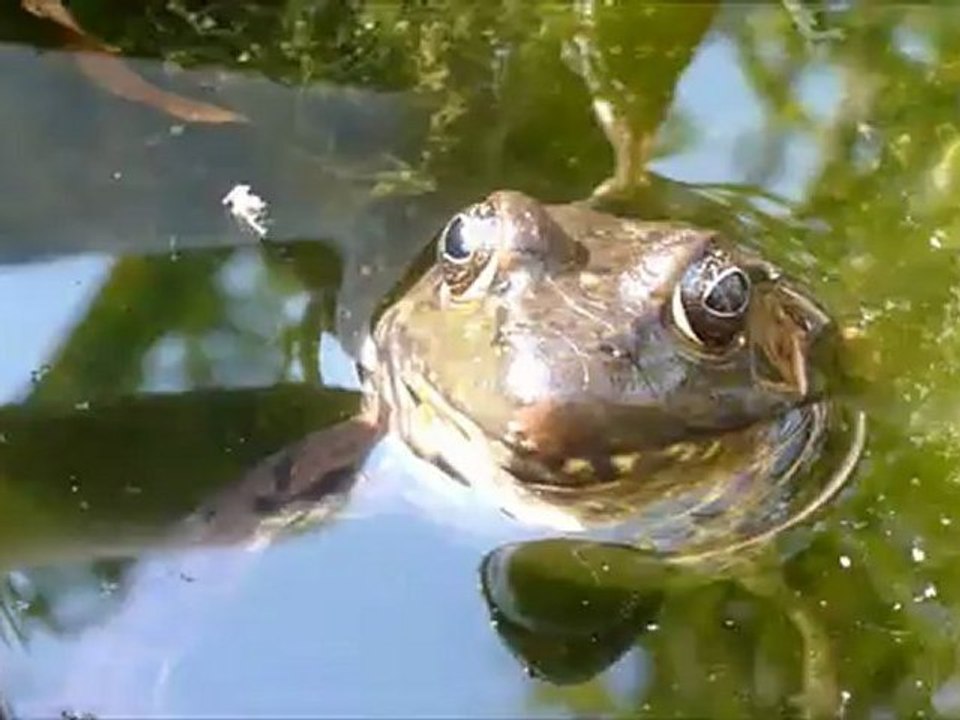 Miss Grenouille et son hors d'oeuvre.....
