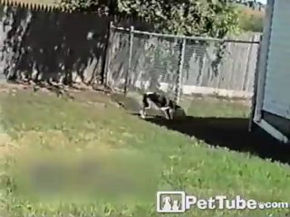 Basketball Balancing Pup