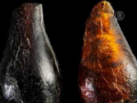 Найдены самые древние насекомые в мире