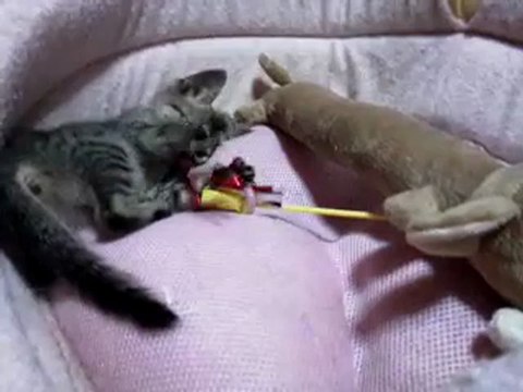 20120830ハルハル