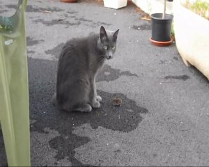 Chat attaqué par un mulot!