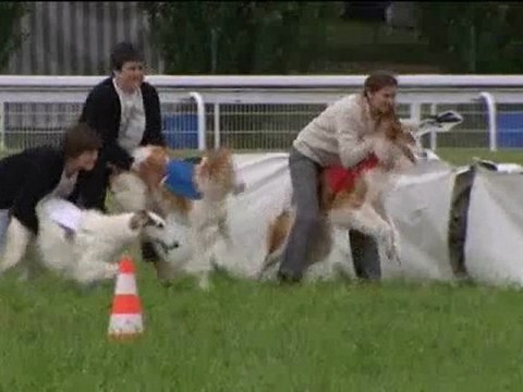 Courses de Lévriers