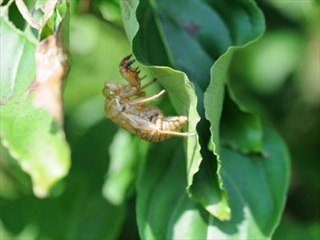 Practical Paleo A Customized Approach to Health and a Whole-Foods Lifestyle Best Cheap Black Friday