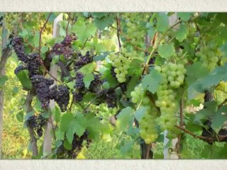 Steiermark Camping ( Südsteirisches Weinland)