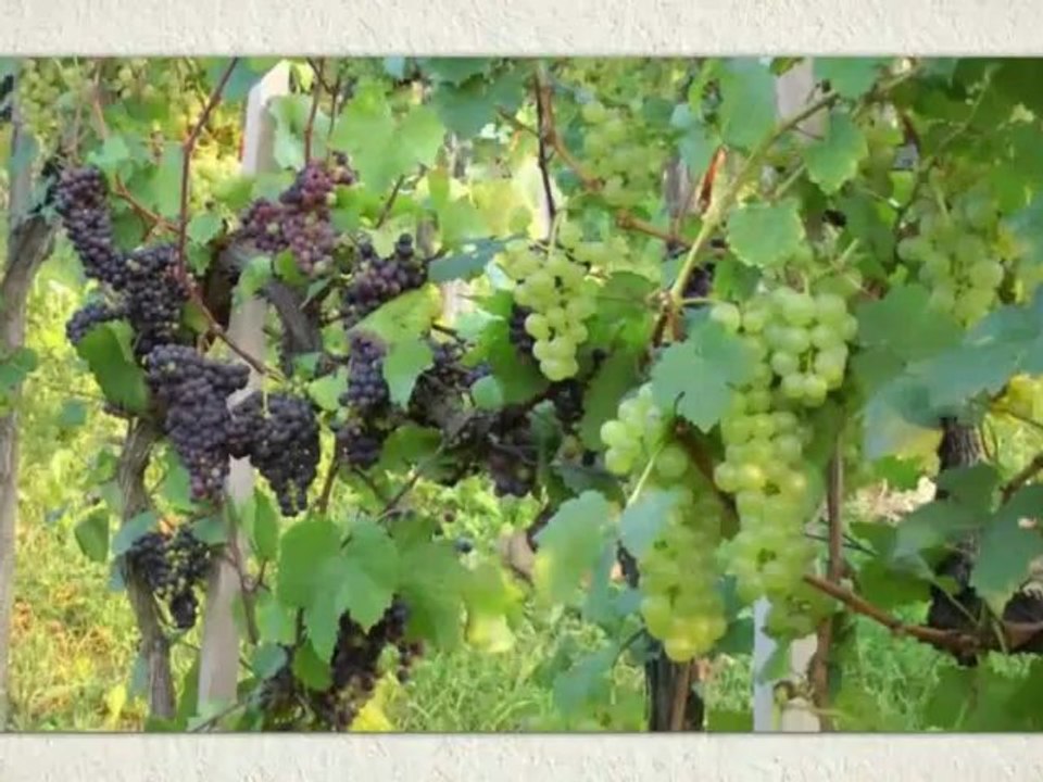 Steiermark Camping ( Südsteirisches Weinland)