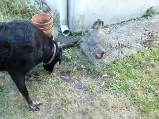 Neeko et Philae cherchent un lézard