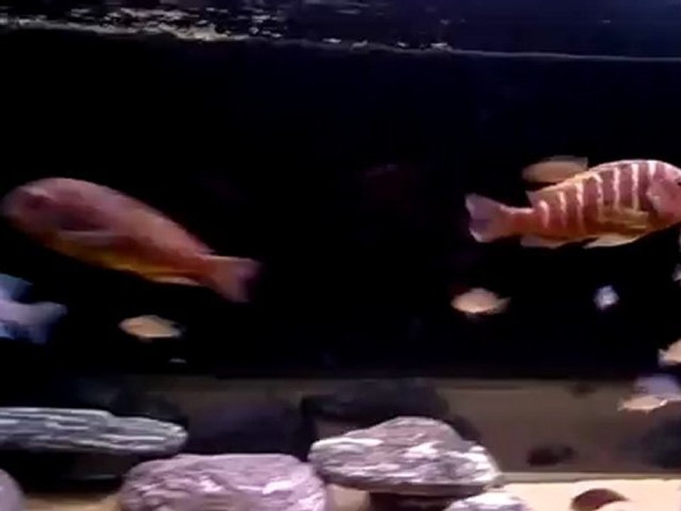 Tropheus Brichardi Ujiji.