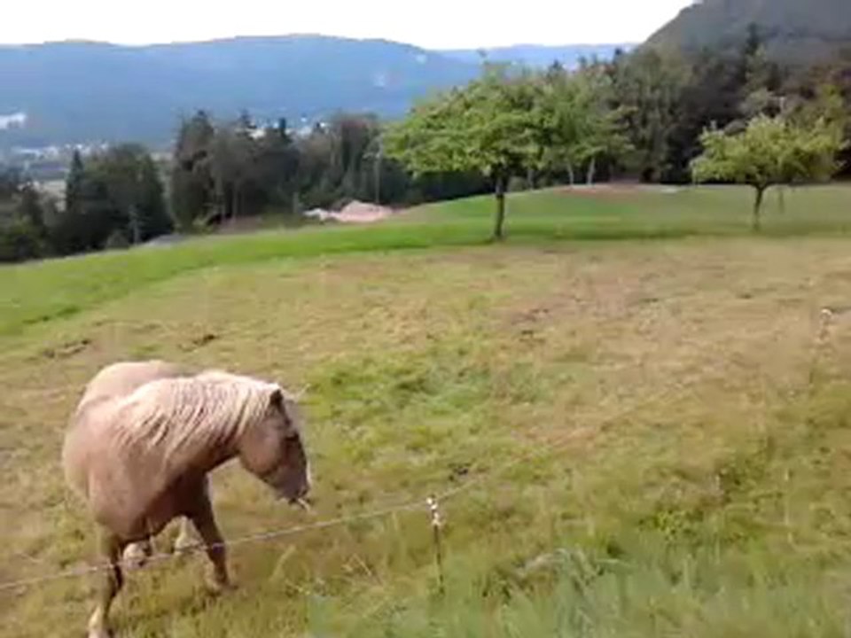 Akiro et vaches sept 2012 001