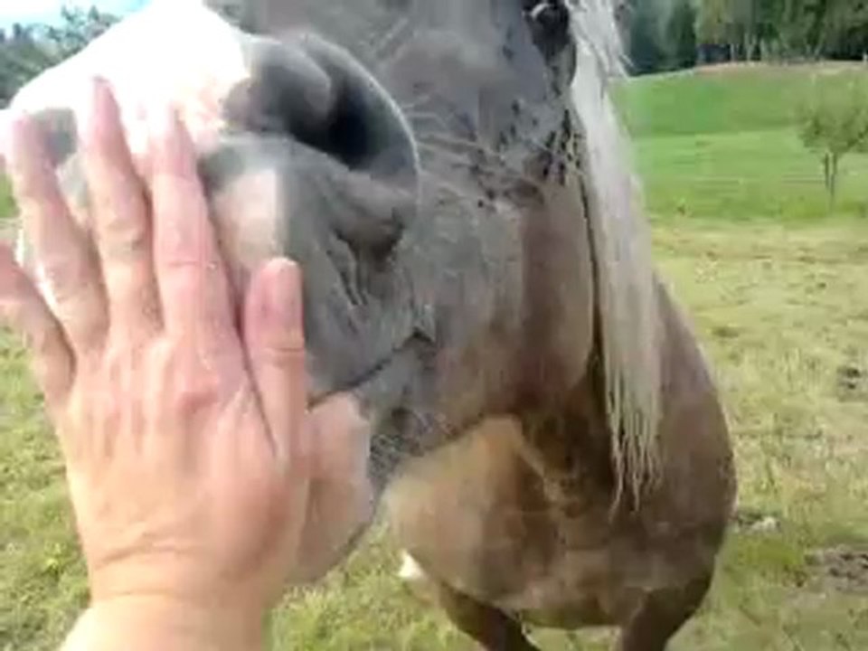 Akiro et vaches sept 2012 002